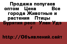 Продажа попугаев оптом › Цена ­ 500 - Все города Животные и растения » Птицы   . Бурятия респ.,Улан-Удэ г.